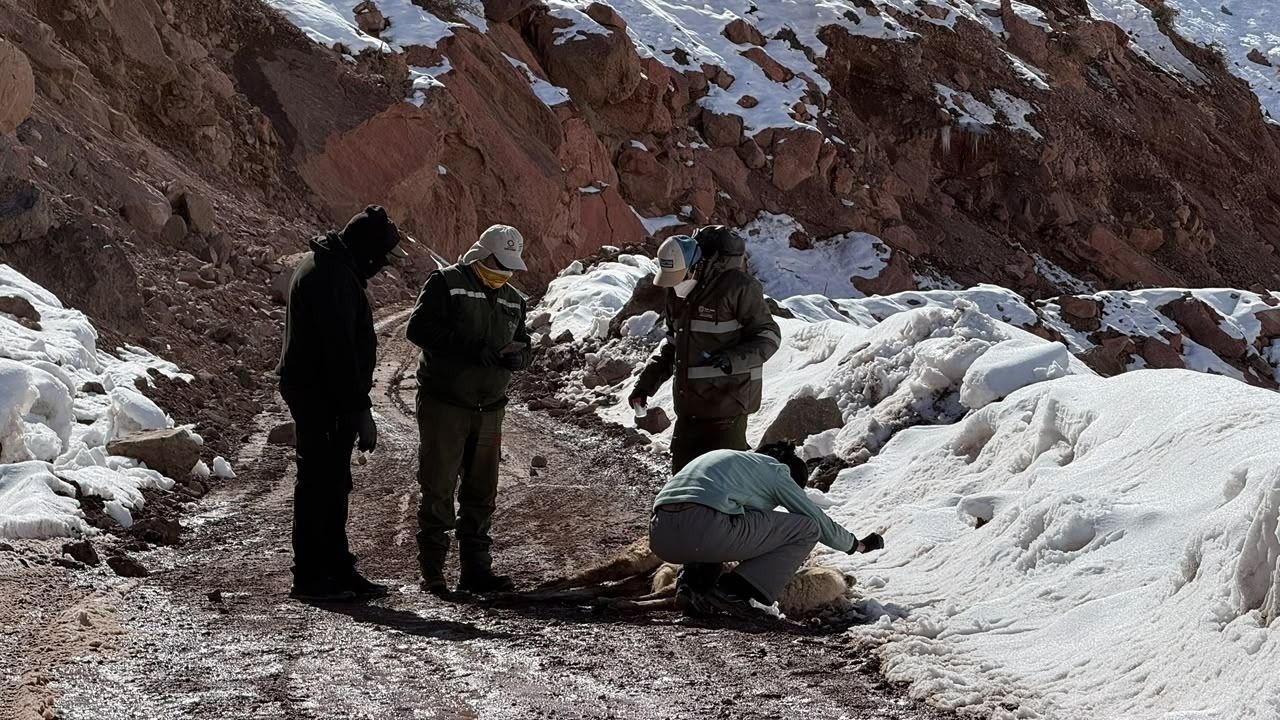 Personal realiza un relevamiento en un sector nevado de la cordillera sanjuanina.