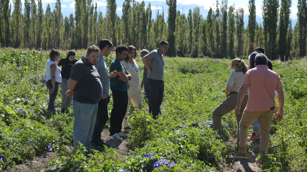 Grupo de personas durante una práctica a campo vinculada a la diplomatura de producción de semillas.