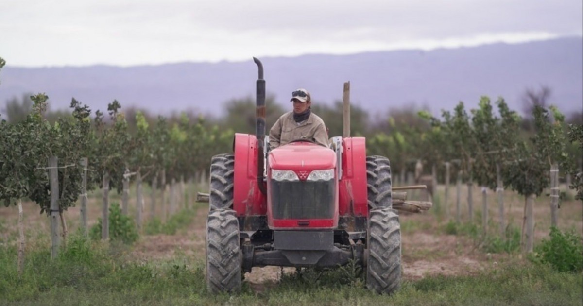 Productor sobre un tractor entre hileras de cultivo en una finca.